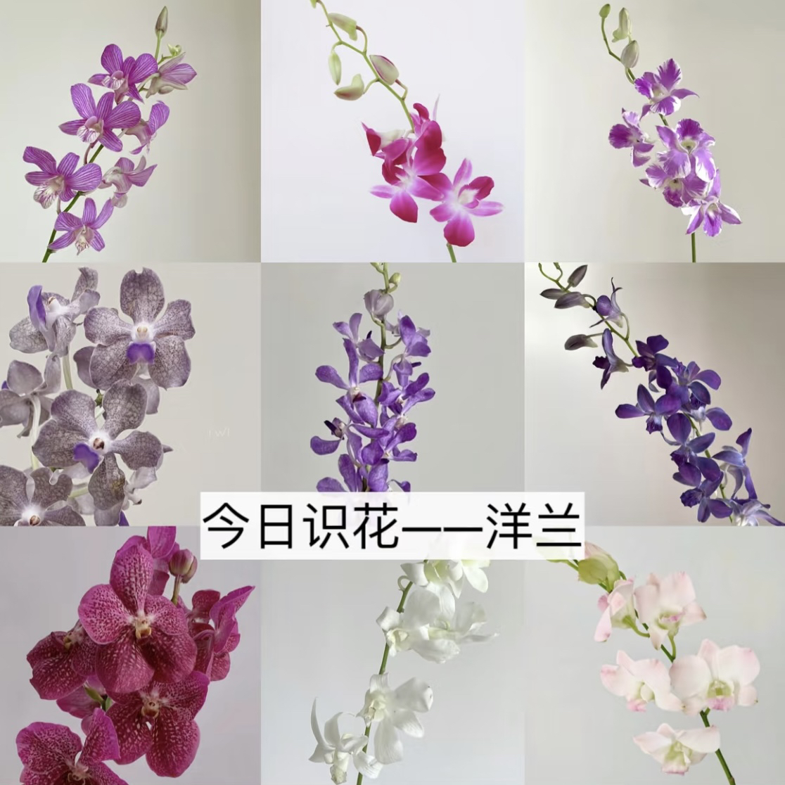 拉萨发货 泰国进口【洋兰】清新灵动 花语倾慕威严送给暗恋的人