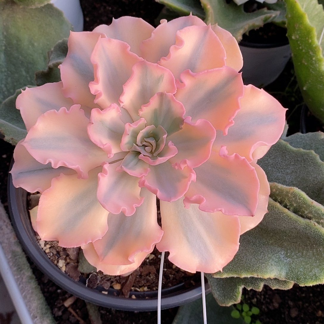 天鹅湖锦多肉植物老桩