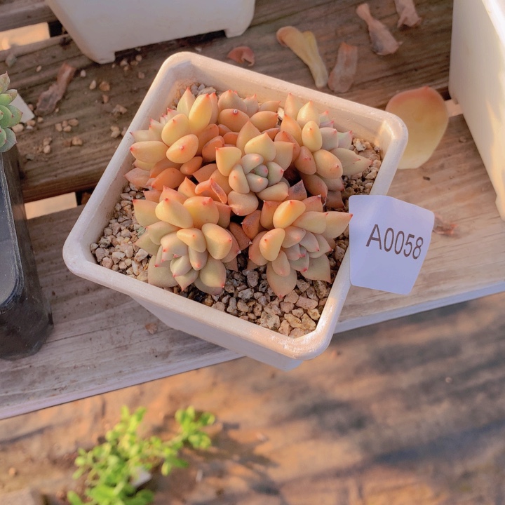 刘***业闪购多肉1棵a0058