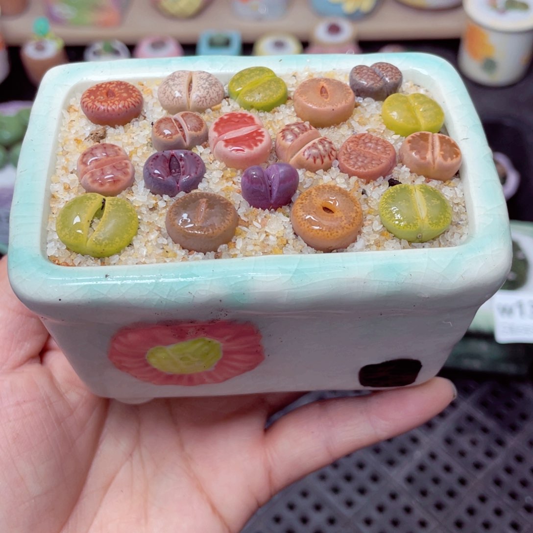 w1378 带盆土发货-零下地区拍保温箱