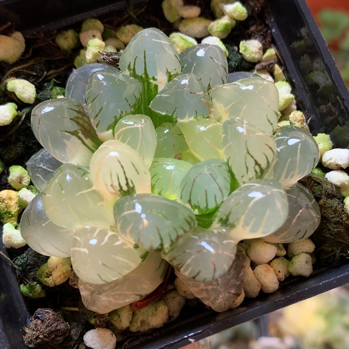 冰灯玉露锦带盆土发货