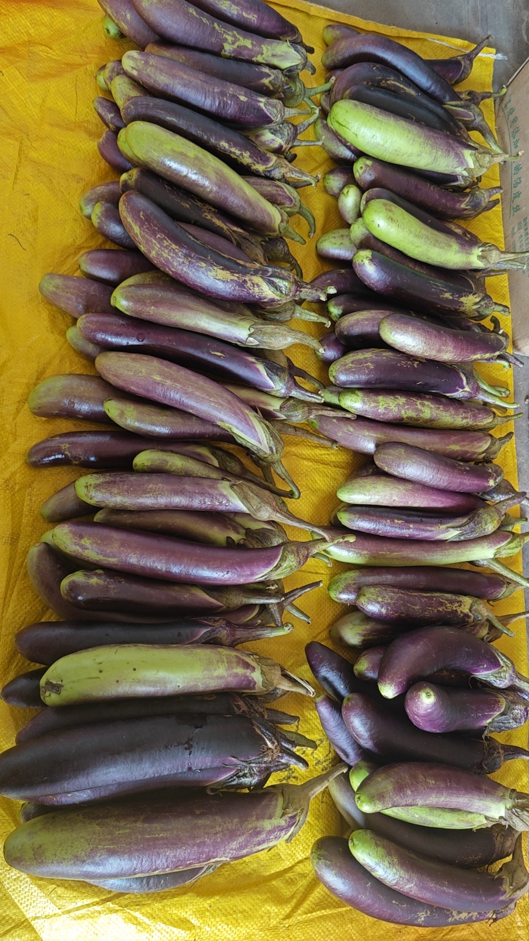 江西赣南农家露天种植茄子紫皮茄子青皮茄子现摘现发