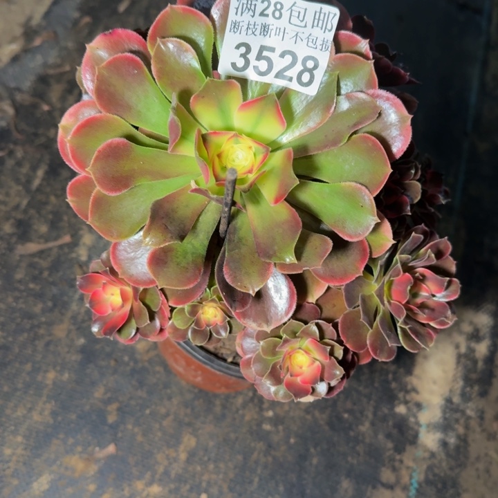 3528香妃不包断枝