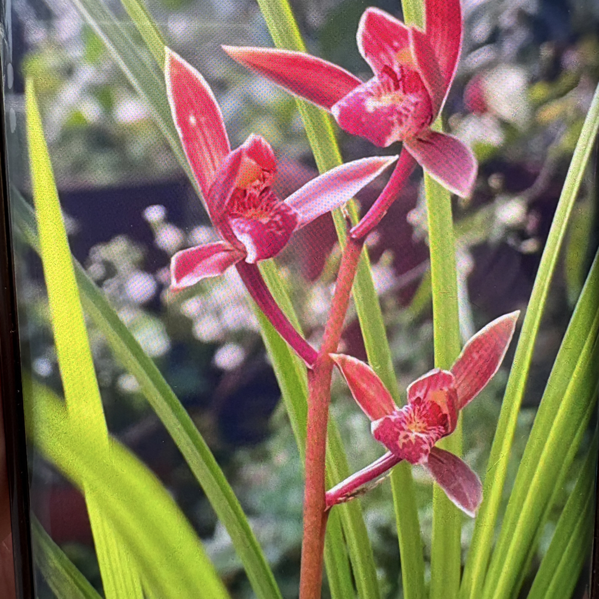 秋芝兰草一杆多花浓香型