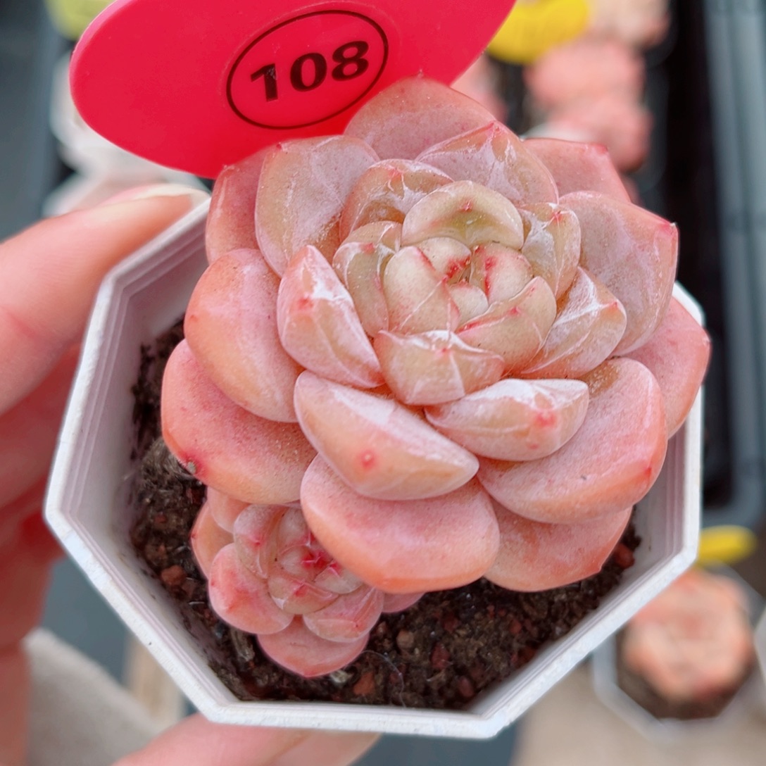 108号小老桩糖心双头