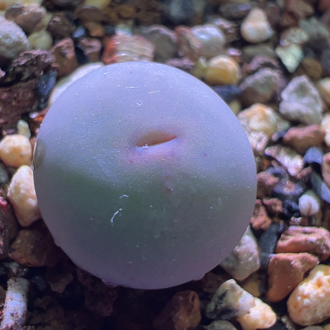 1272，蛙哥种源v嘴434，1.1公分