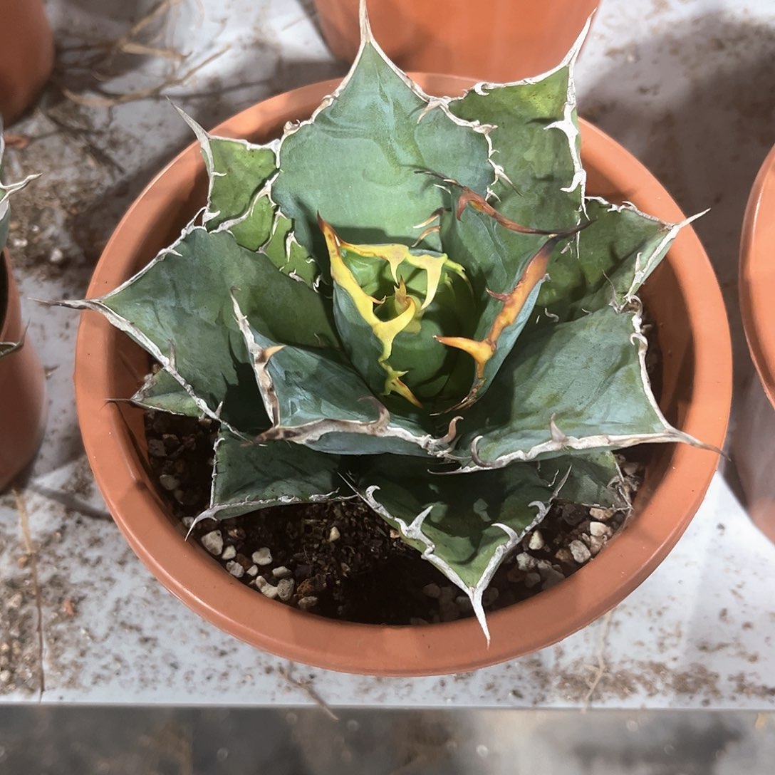 人**年龙舌兰正白30米