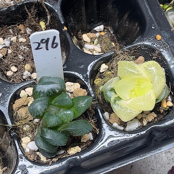 296夏沫锦+夏沫锦（根弱，介意勿拍）