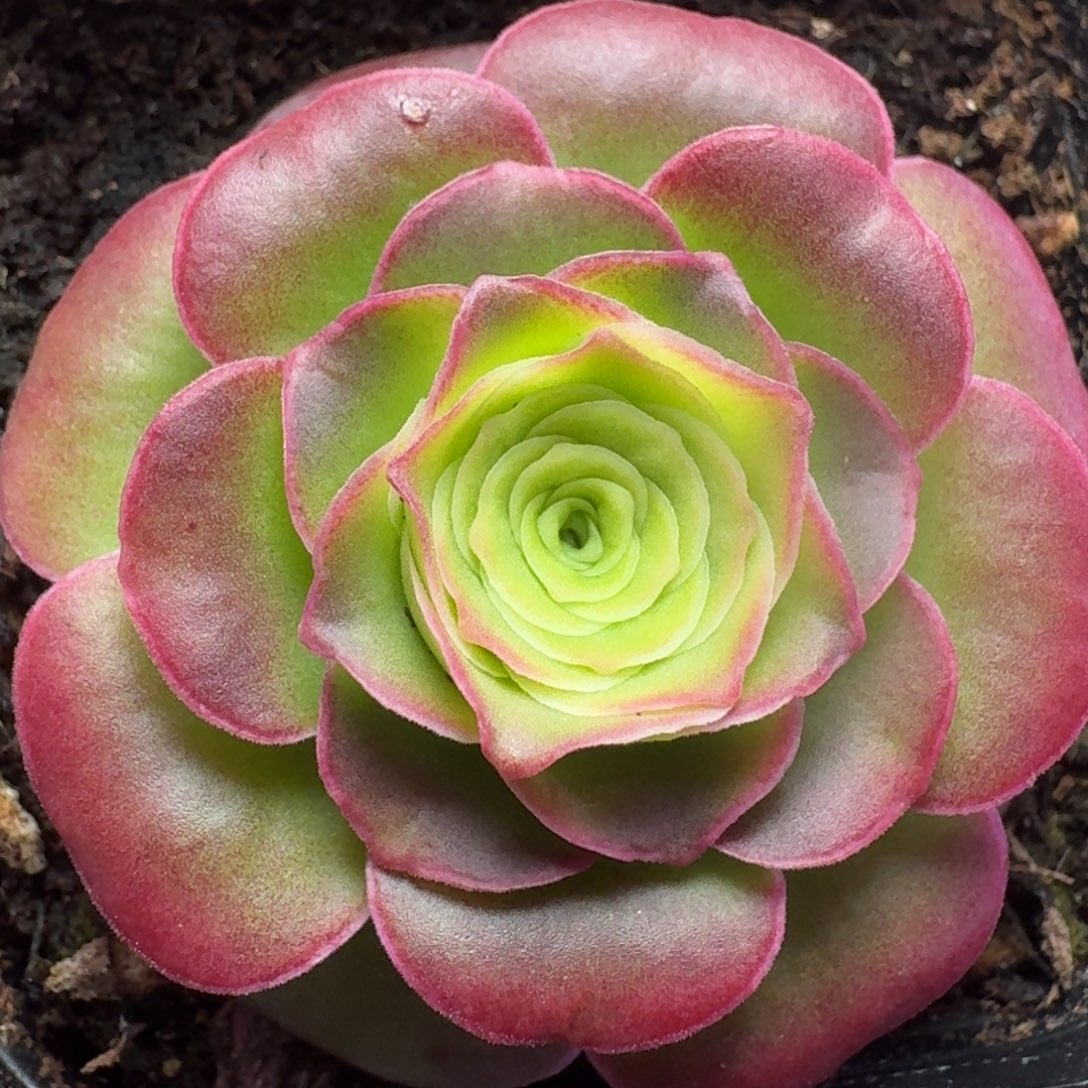 楹楹-凝黛-冠幅  4.5cm