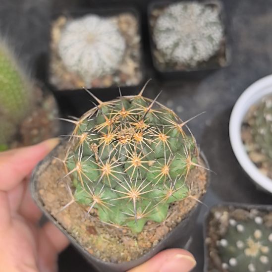 实生古镜丸直径4.5带盆土