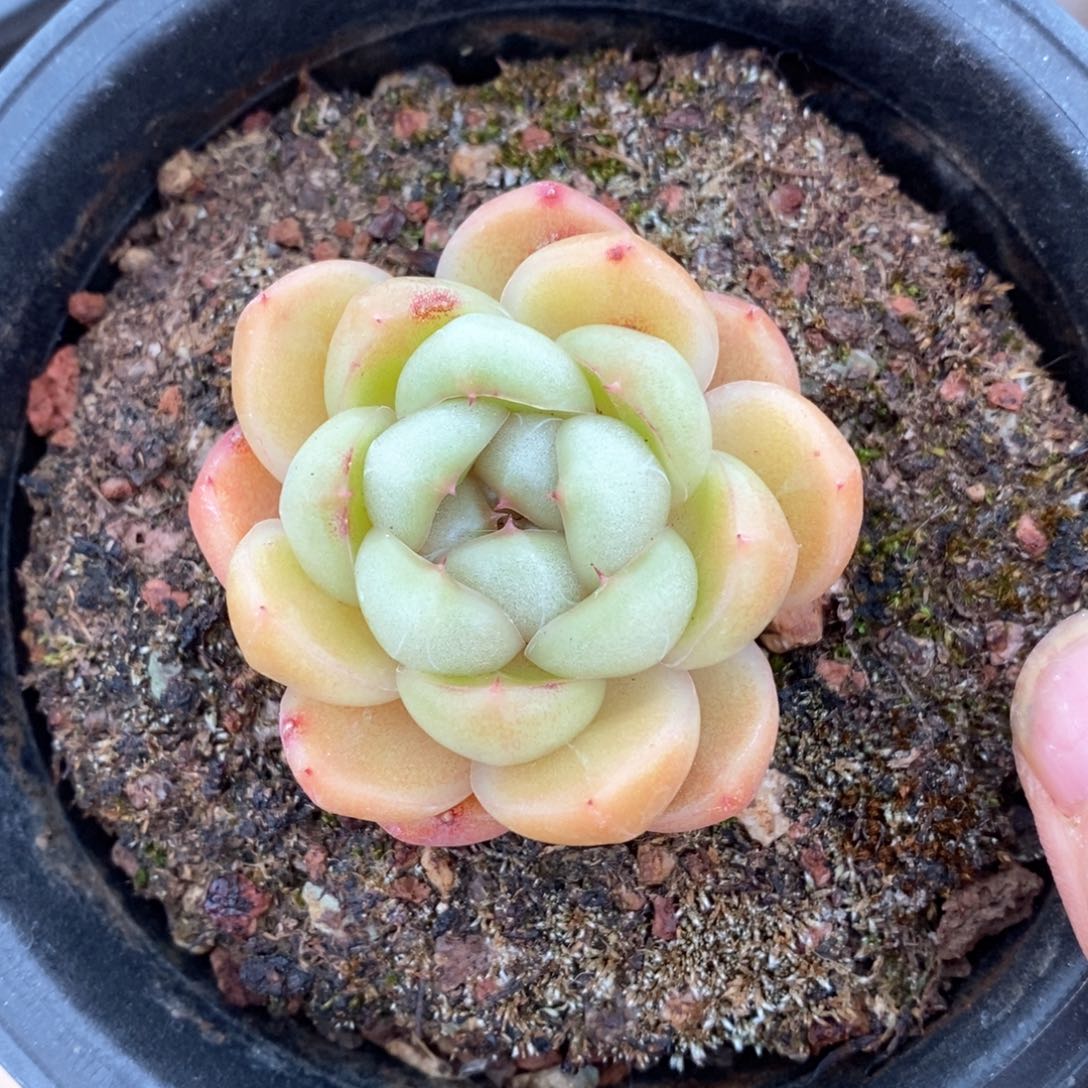 精品多肉一物一拍不包整184