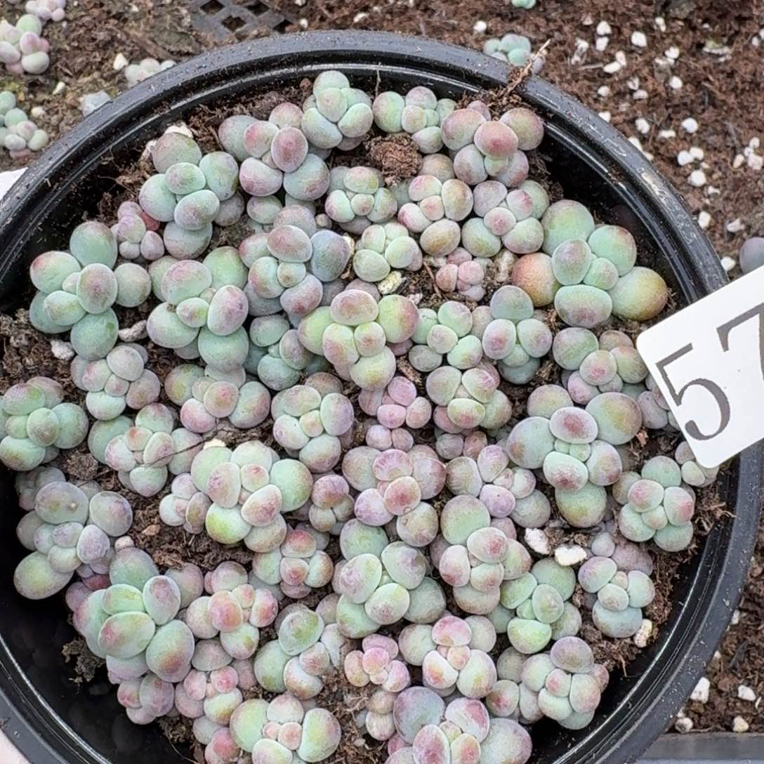 多肉植物多肉植物579苹果奶