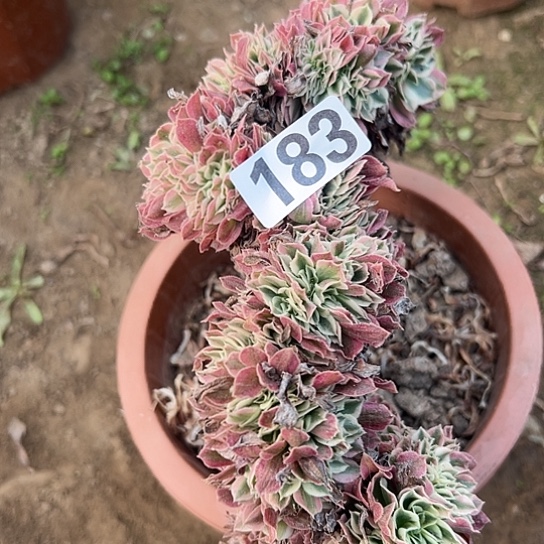 如***动多肉植物一个白凤183