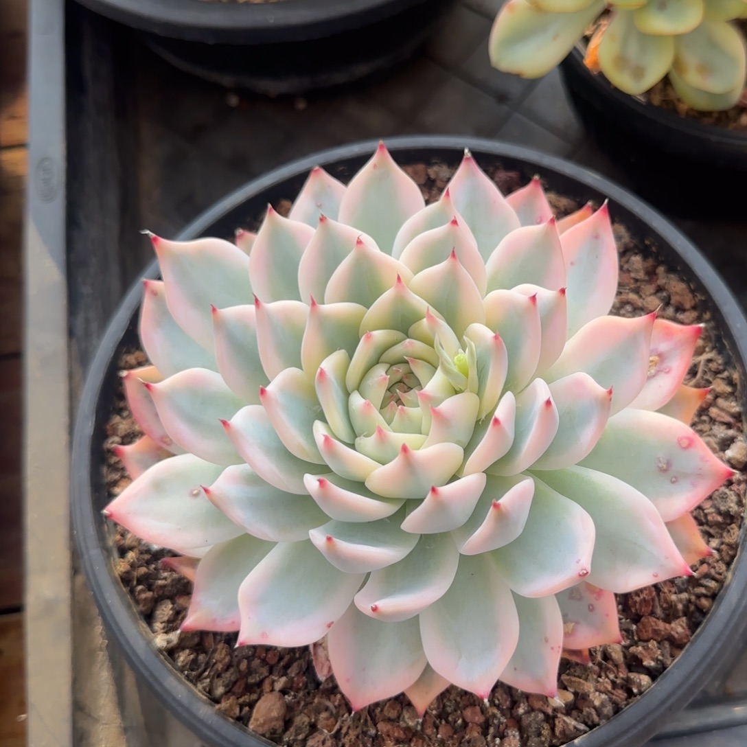 多肉植物一物一拍