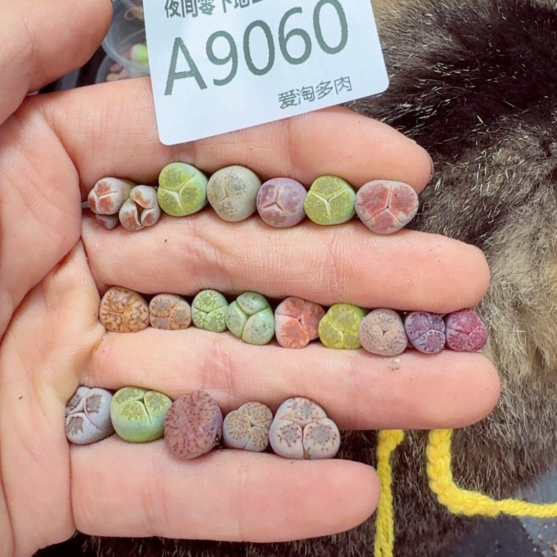 9060––零下地区需拍保温箱