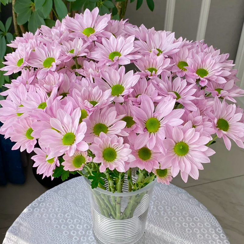 【粉色三文鱼10枝】【两单冷链】