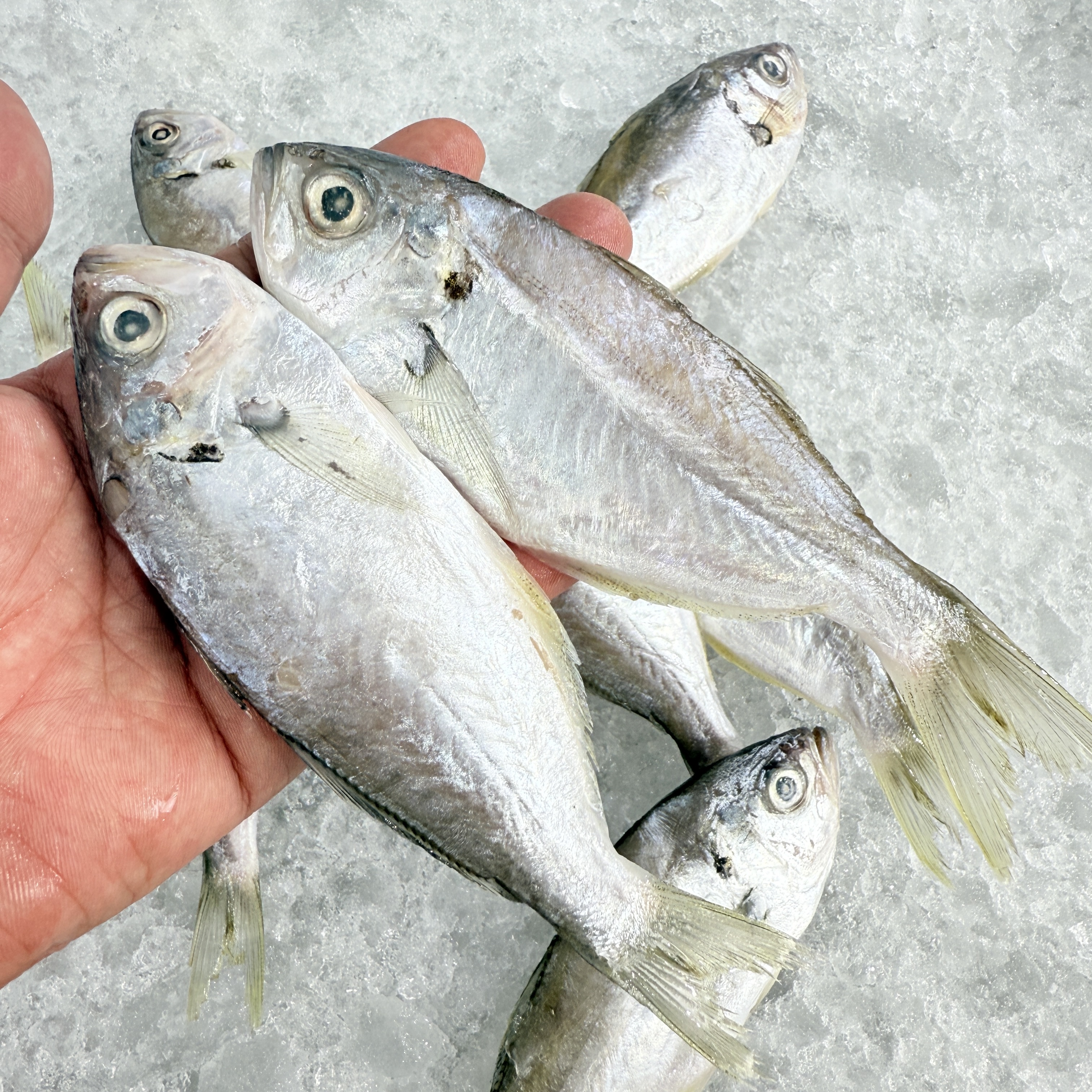 【马鲛仔海产莹莹】新鲜加银鱼5斤 新鲜速冻真空包装顺丰包邮博贺港