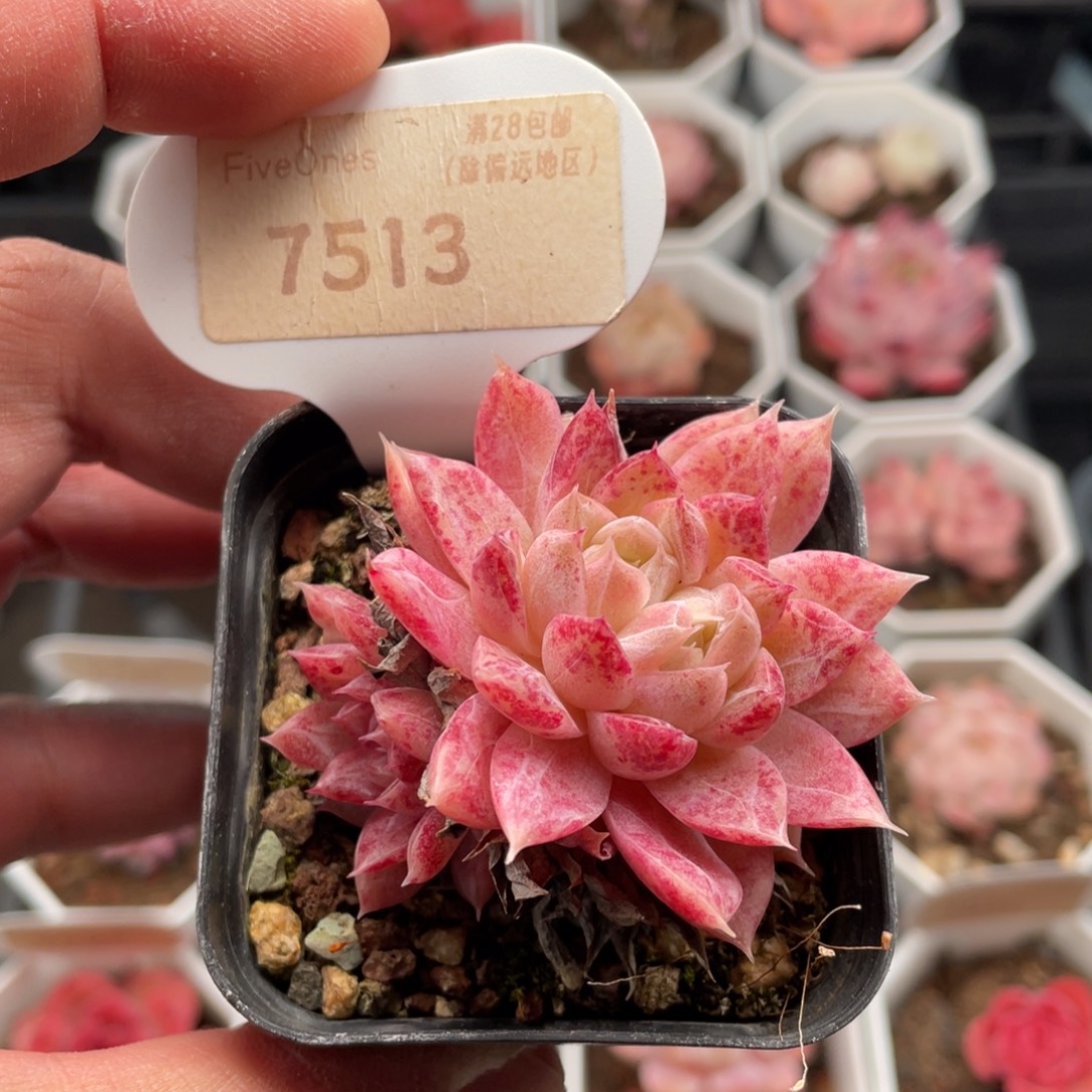 胭脂扣7513-5.5厘米