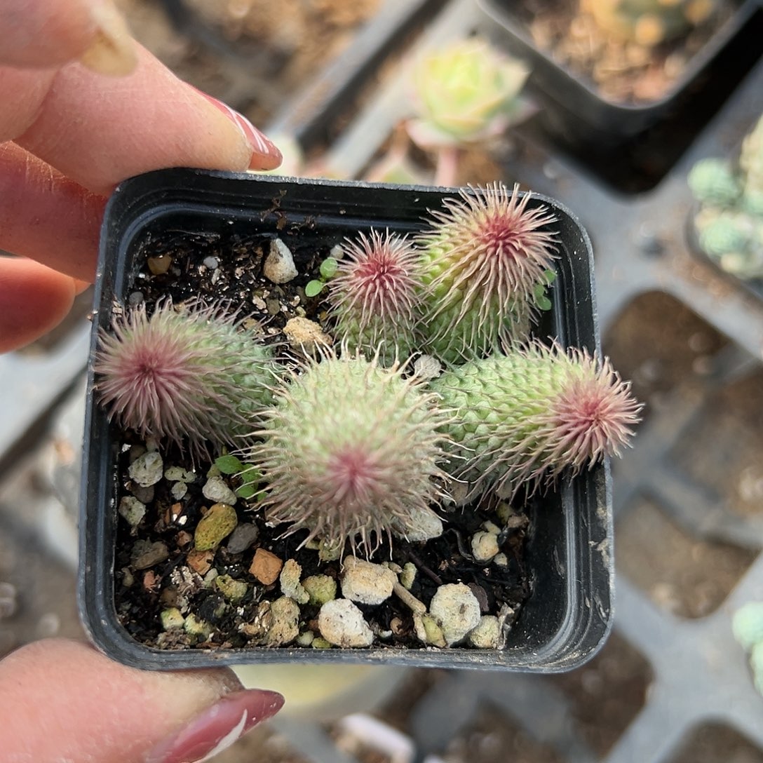 多肉植物啊修罗群