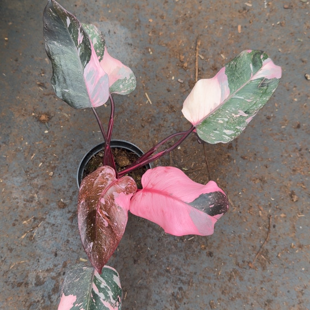 无花朵粉公主蔓绿绒