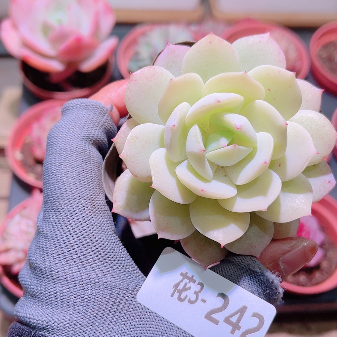 花03-242恋曲单头