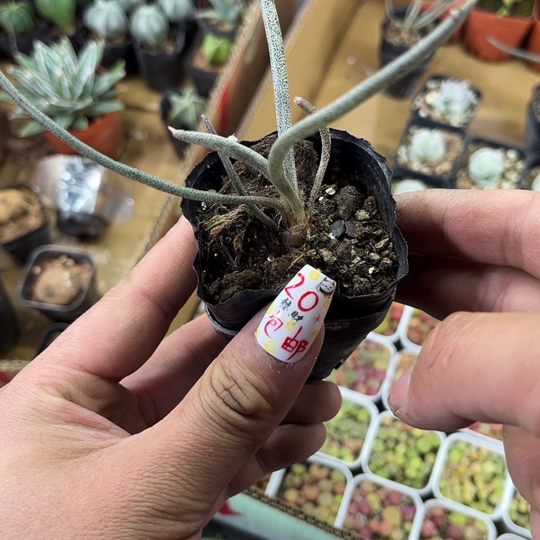 美杜莎实生单头发货有根