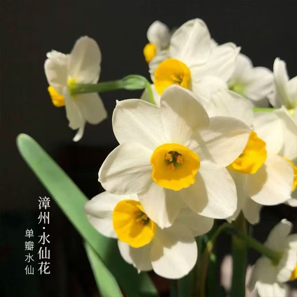 漳州水仙花种球基地直发耐寒清香冬季开花室内外好养花卉
