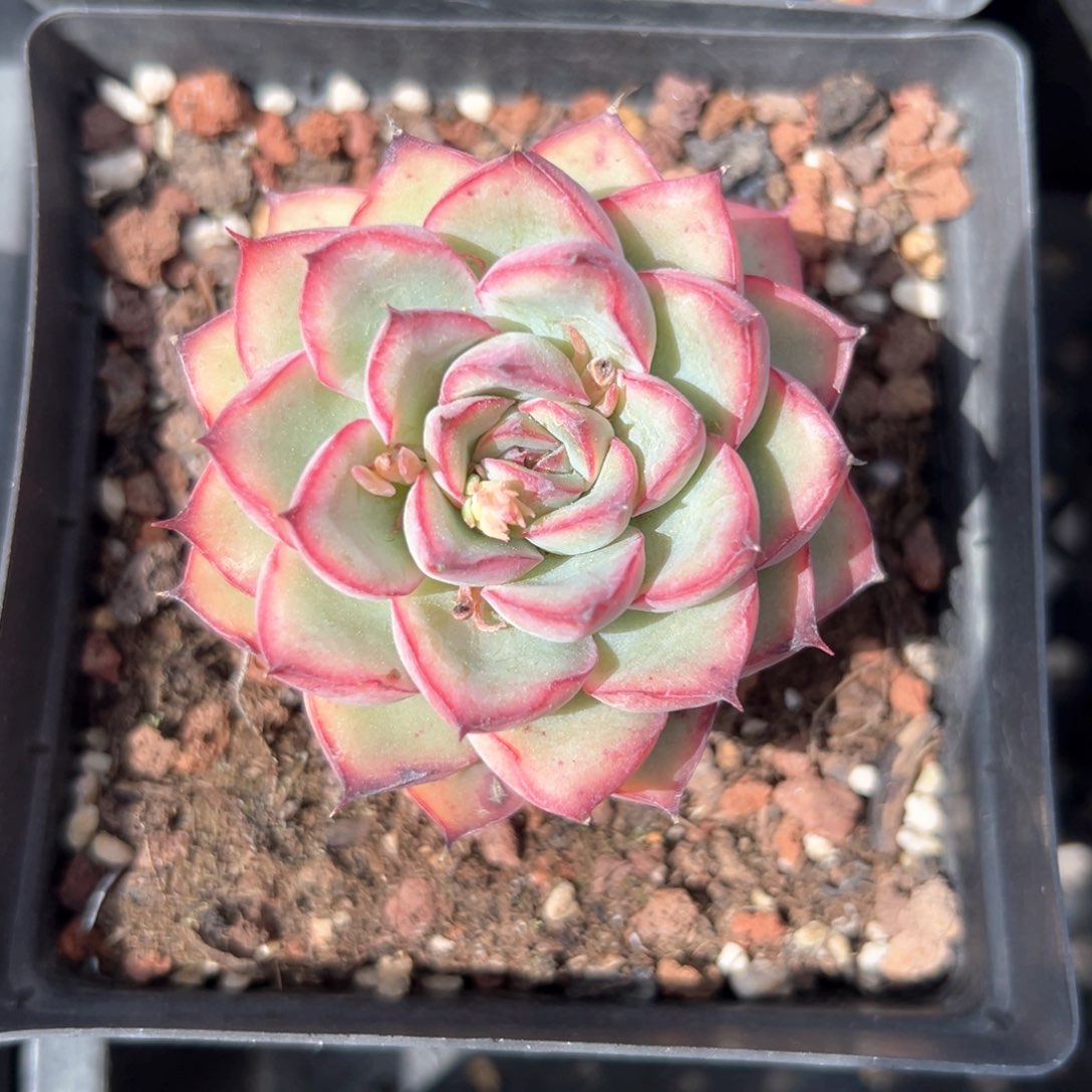 荷花（满38包邮）多肉