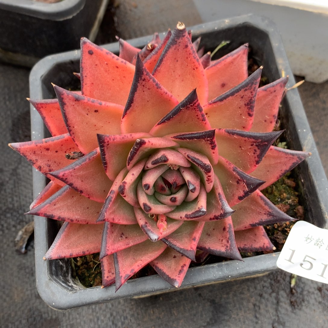 1516杂交精品基地冠13