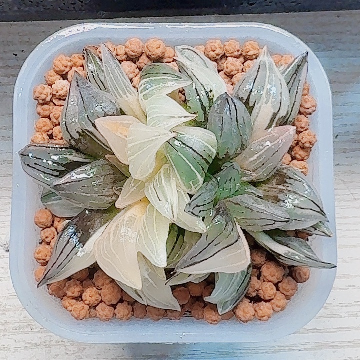 美***达无花朵十二卷西瓜锦福利