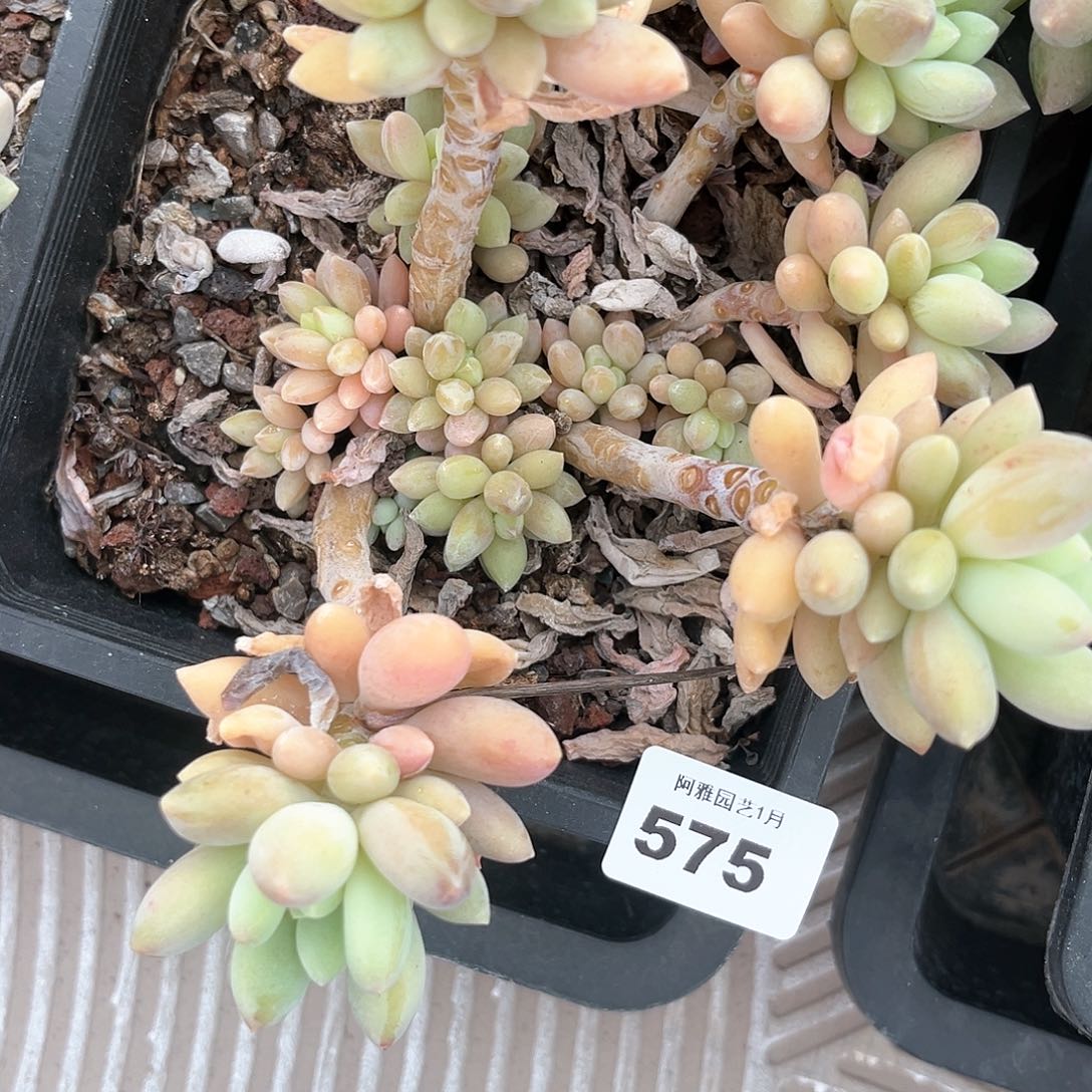 阿雅园艺。         脱土发货老手575