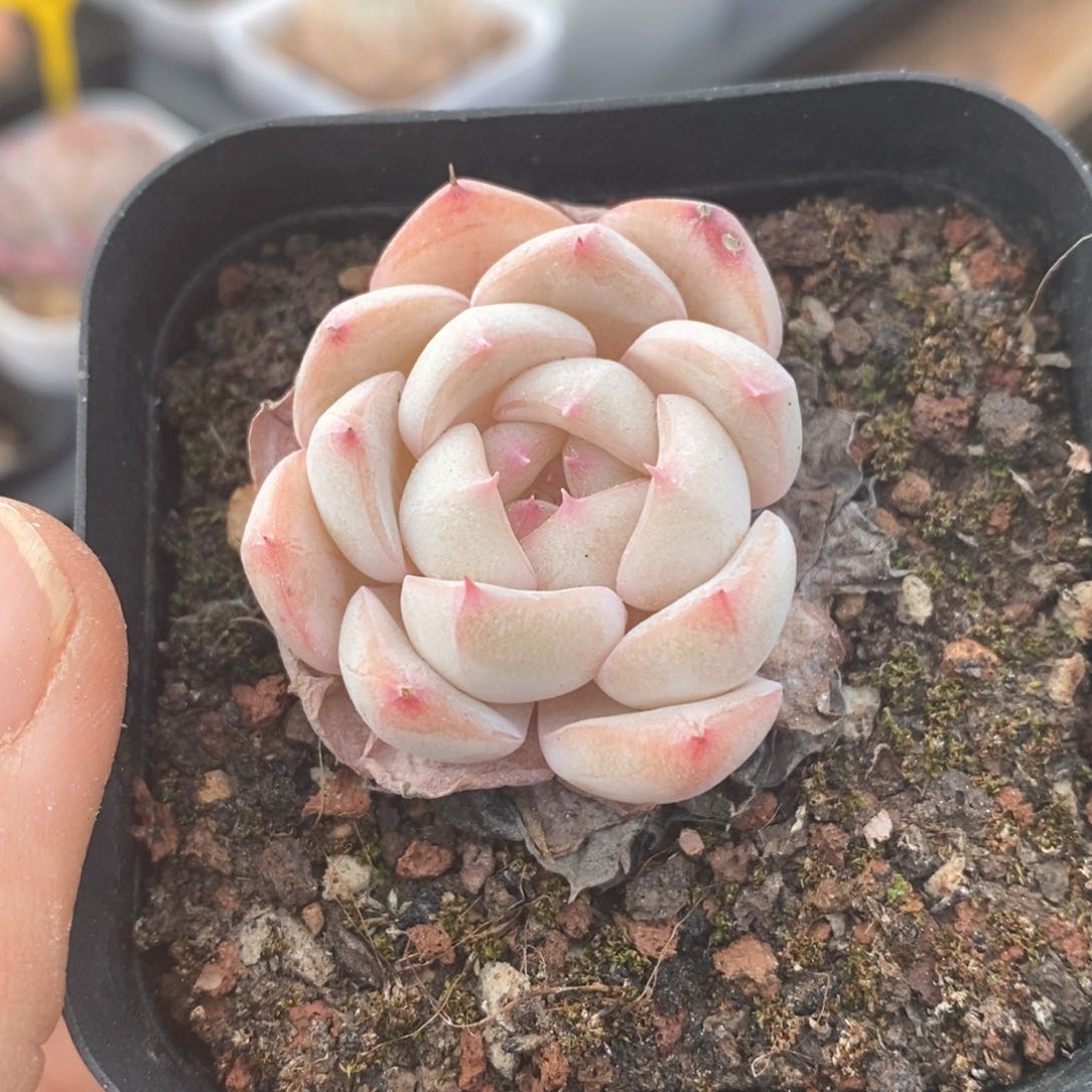 精品多肉一物一拍不包整67