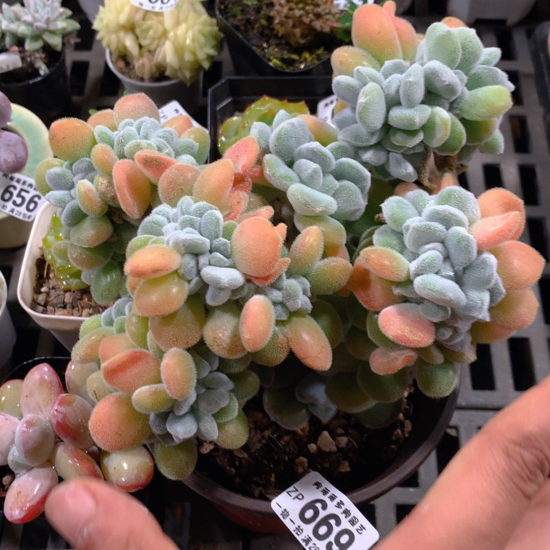 5CM拇指盆精控多肉ZP669