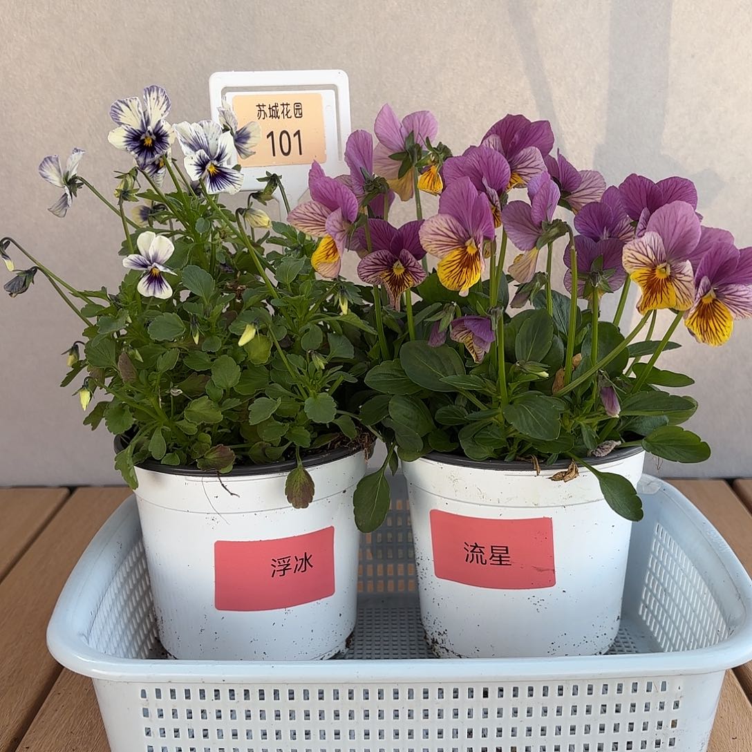 大部分开放少量花苞101