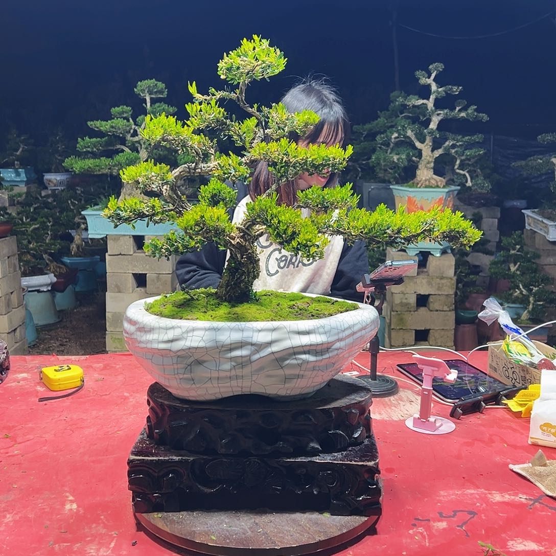 顺***.当前无花朵，栽培后可花朵