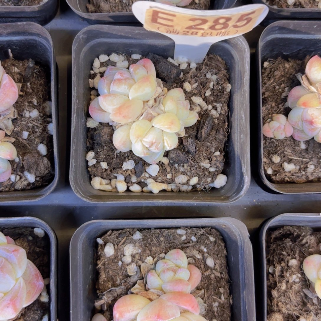 E3285白底冰玉一物一拍