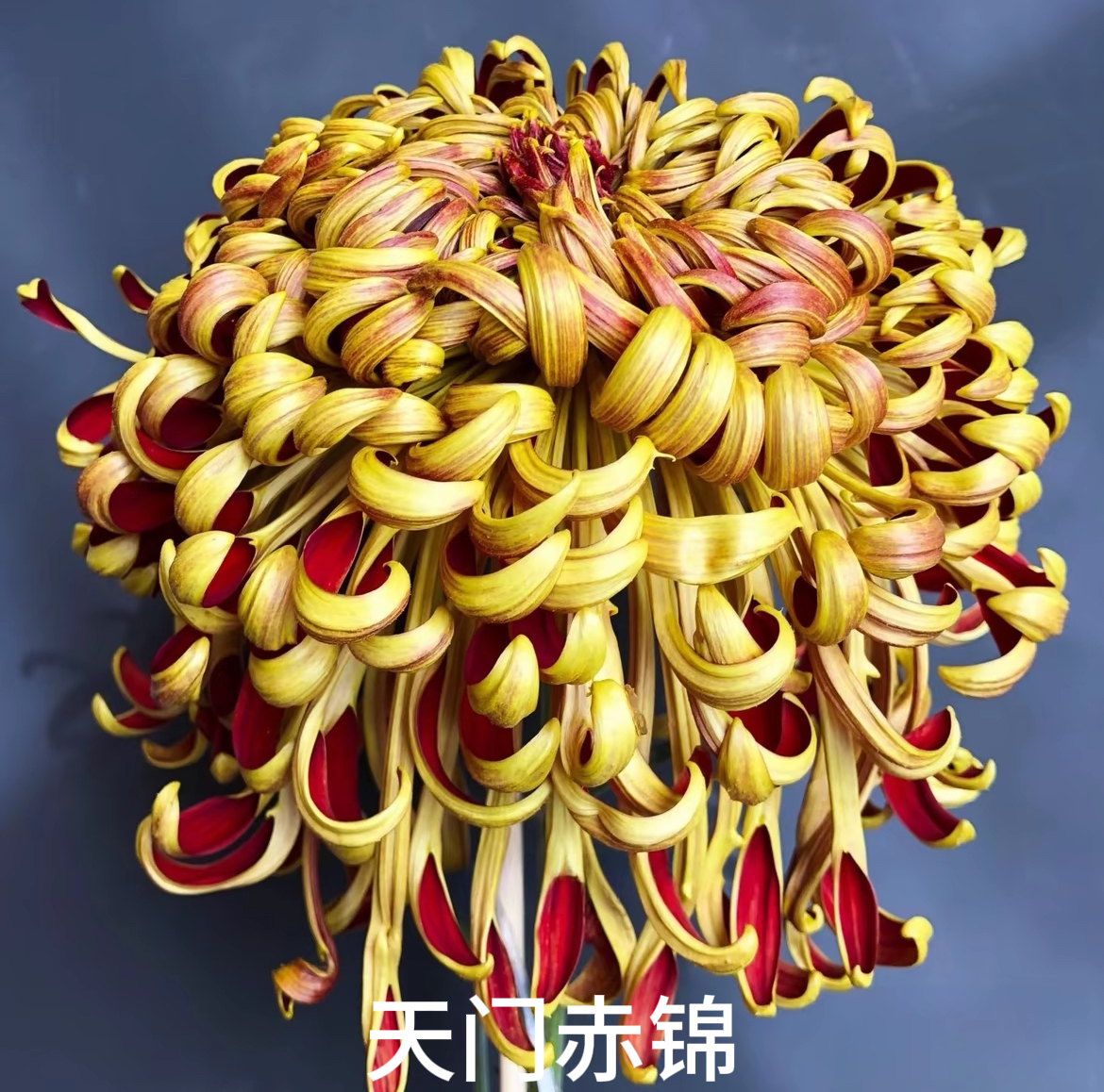天门赤锦  九月大菊带花苞原盆原土发货耐热耐寒易养活