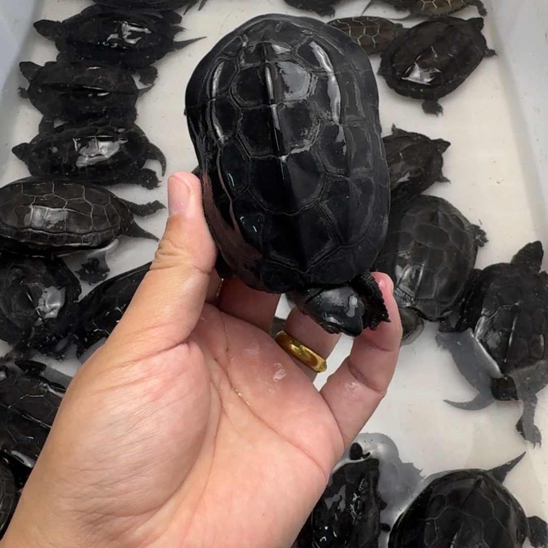 绿毛龟公苏北墨龟