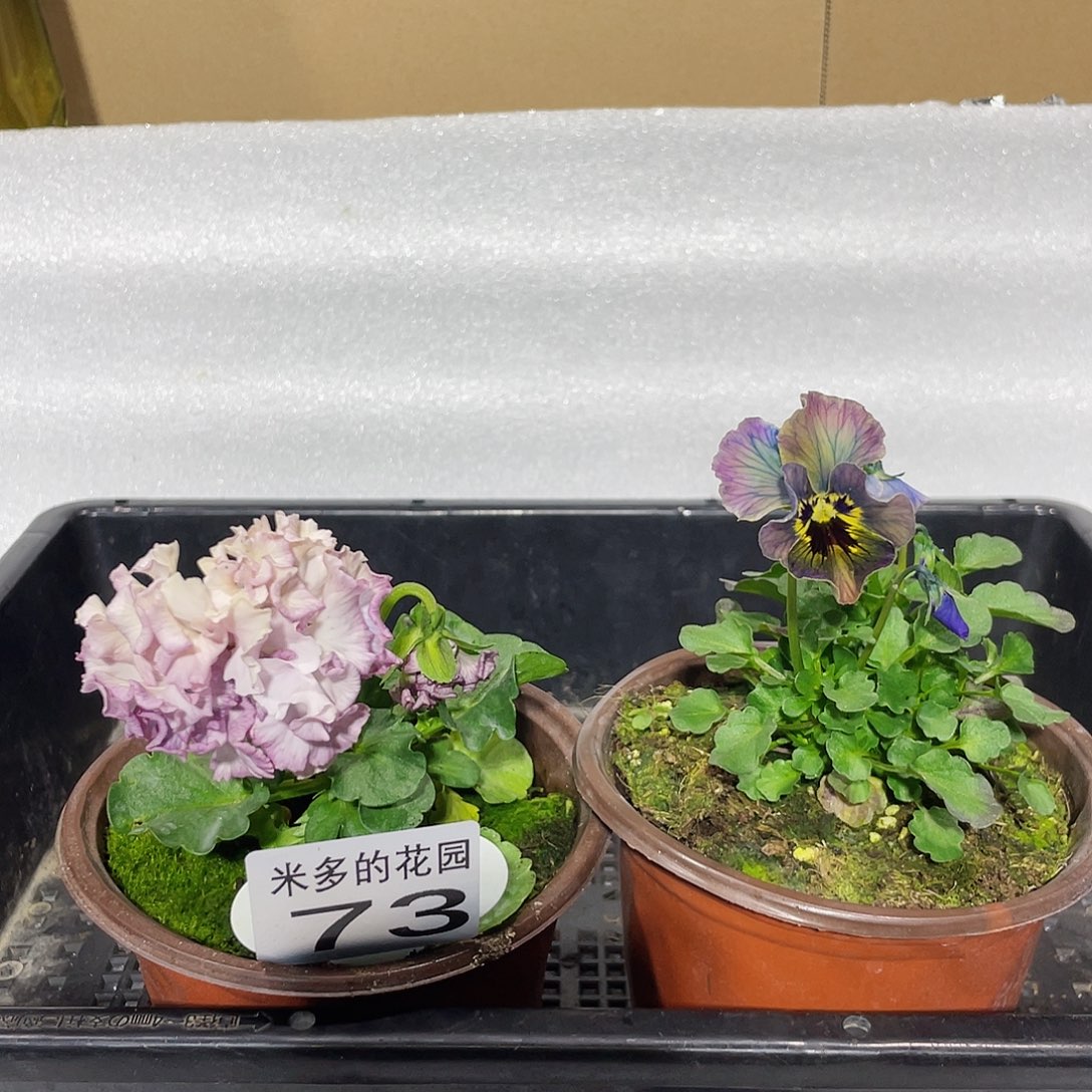 大部分开放少量花苞73