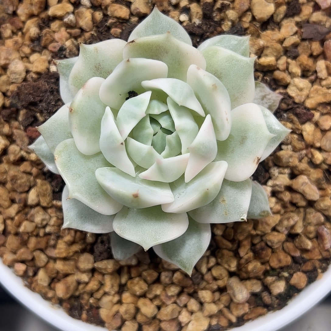 露娜连锦多肉植物