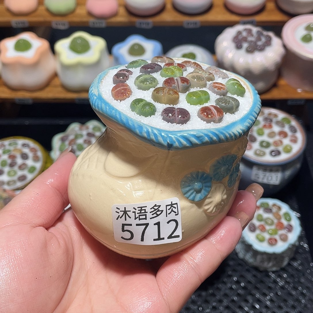 带盆土植物 一物一拍5712