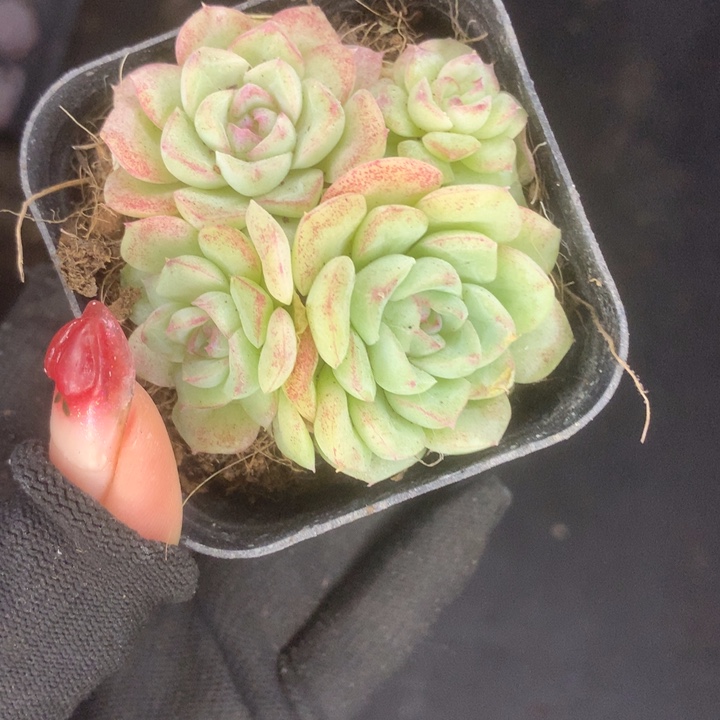 白天鹅群。满9.99包邮不满9.99发叶子）