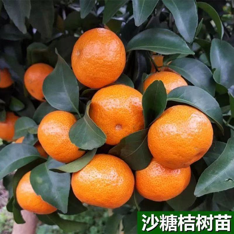 亏本福利特价小苗3颗