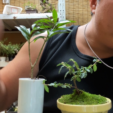 红陶一物一拍所见即所得329