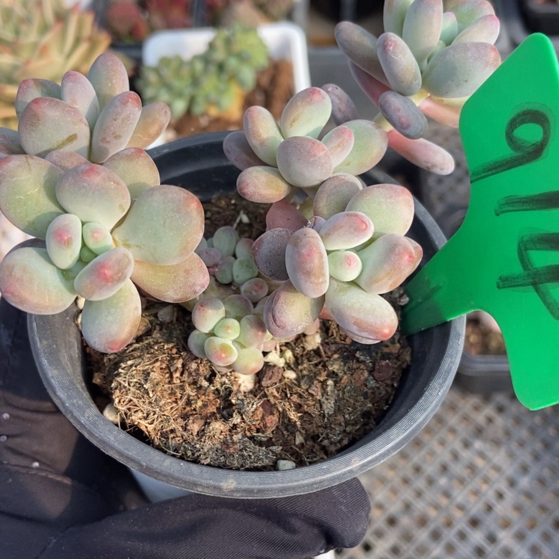 914苹果奶多肉植物保护