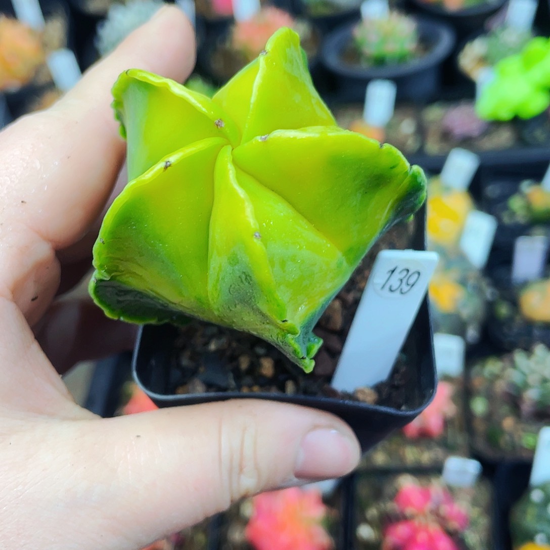 非偏远地区满25包邮仙人球