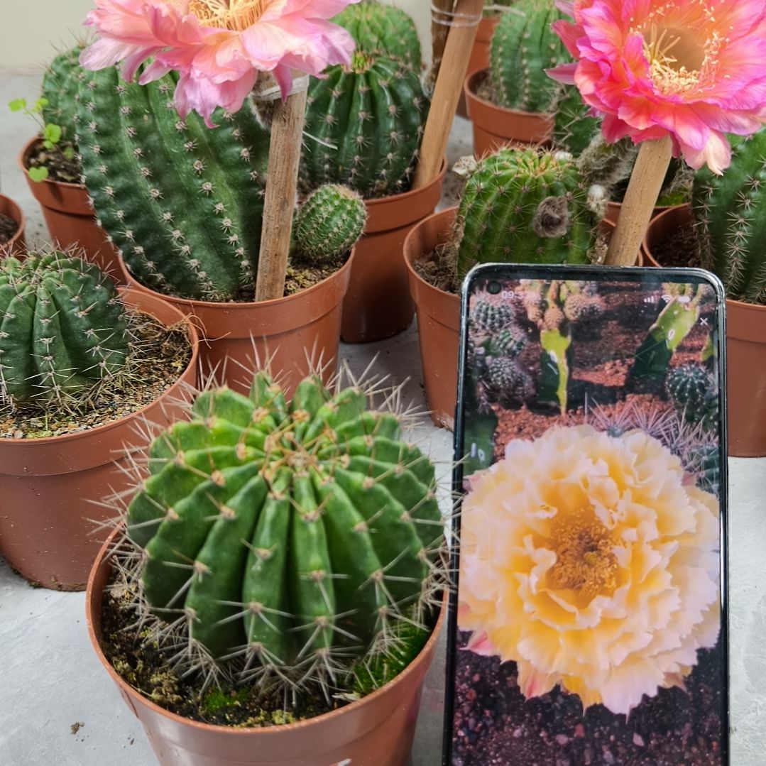 自根羽毛10号带盆发（7cm起）