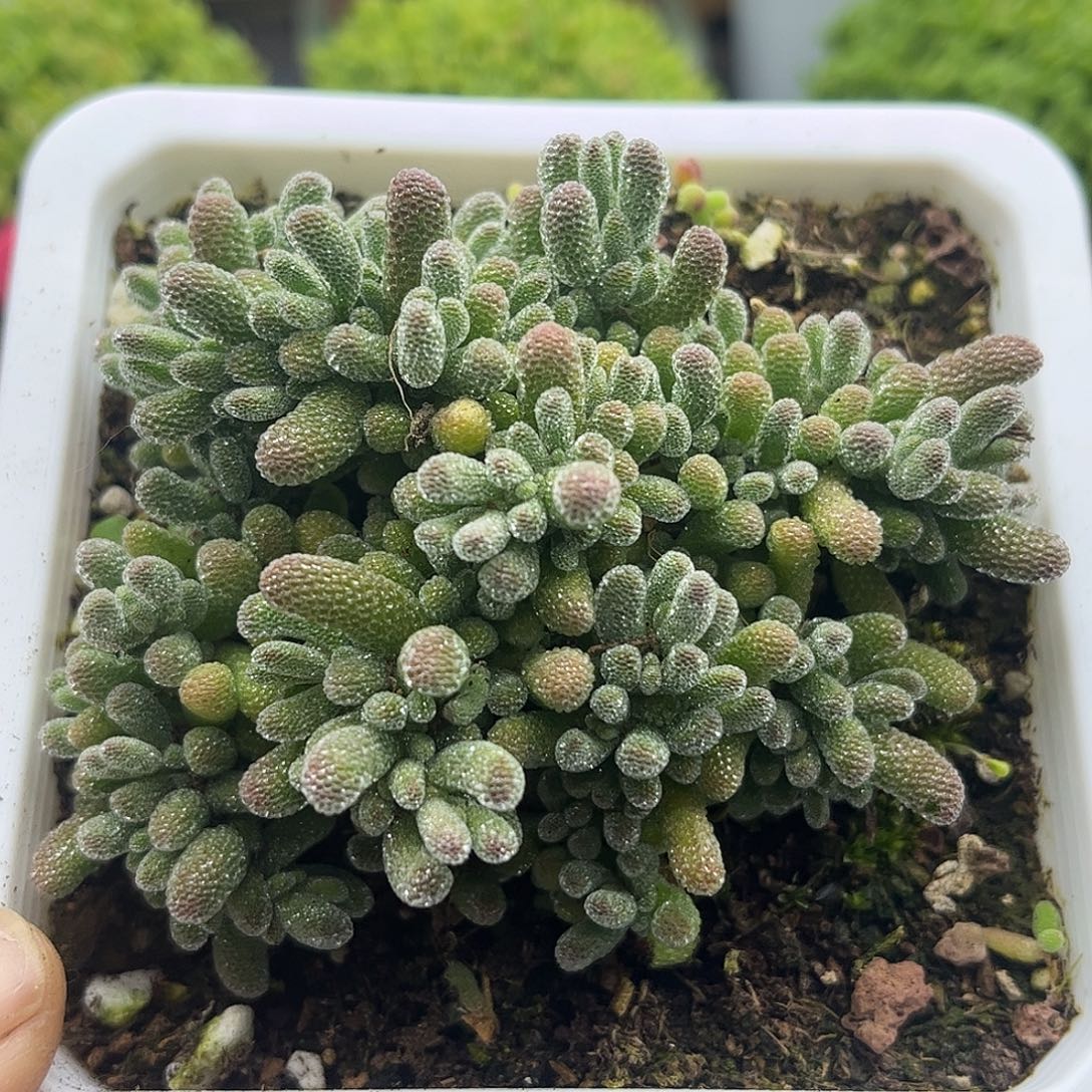 20五彩冰晶优选枝干番杏