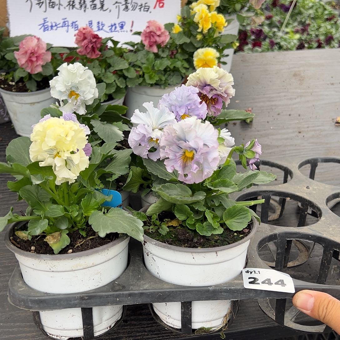 大部分花苞少量开放244号