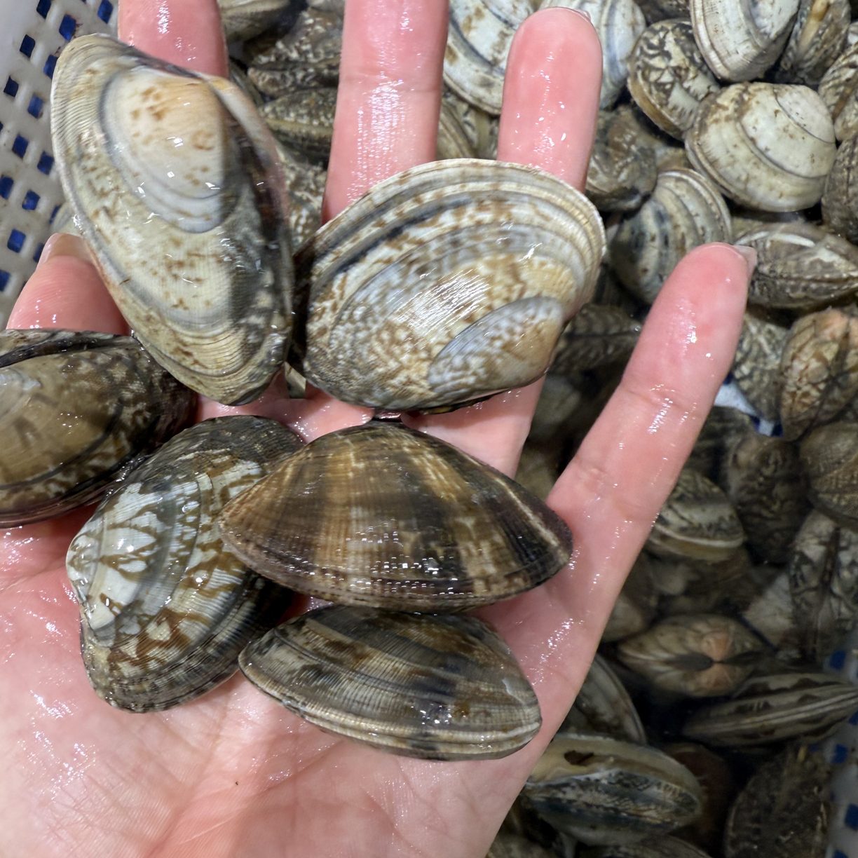 本海大花蚬子，个头超级大